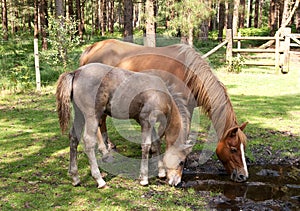 Mare and foal drinking