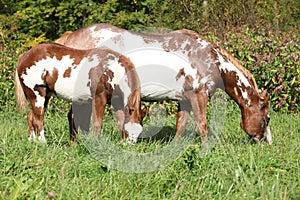 Mare with foal eating grass in freedom