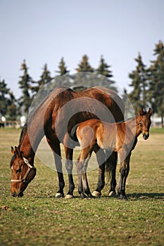 Mare with foal