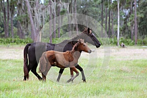 Mare and foal in field