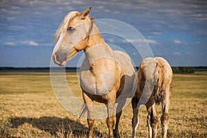 Mare with foal in the field
