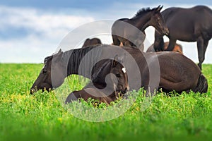 A mare and foal graze in a herd