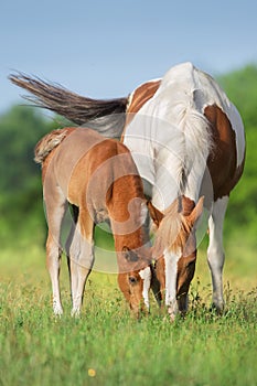 Mare with foal grazing