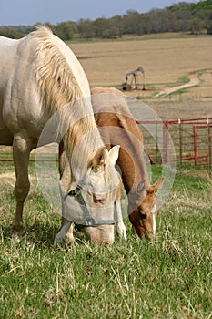 Mare and Foal Grazing photo