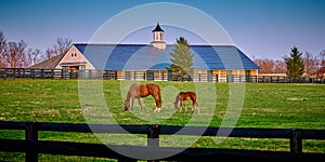 A mare and foal grazing on early spring grass with horse barn in the background