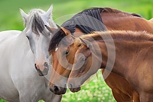 Mare and foal in herd