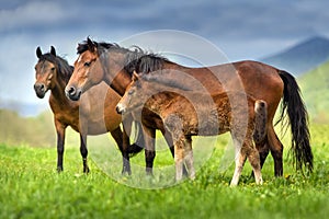 Mare and foal in herd