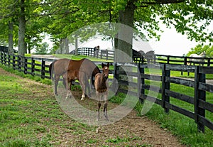 Mare and foal on a horse farm