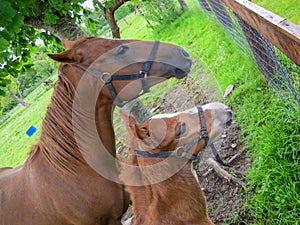 Mare and foal horse