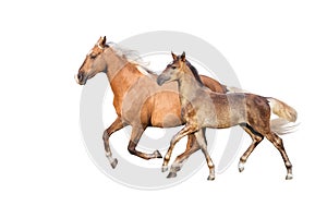 Mare and foal isolated