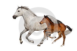 Mare and foal isolated