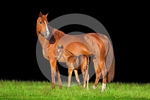 Mare and foal isolated on black