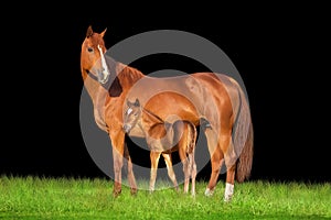Mare and foal isolated on black