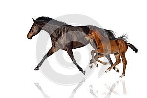 Mare and foal isolated