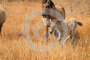 Mare and foal konik horse in a nature reserve. A playful foal, the newborn is jumping in the golden reeds. Black tail