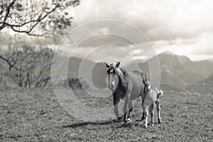 Mare and foal in the meadow