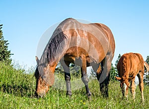 Mare and a foal on a meadow grazing grass