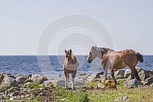 Mare with foal in the nature reserve Morups Tange