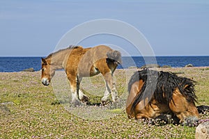 Mare with foal in the nature reserve Morups Tange