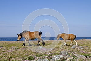 Mare with foal in the nature reserve Morups Tange