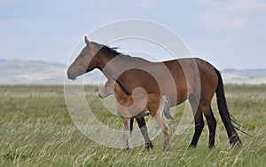 Mare and foal on a pasture.