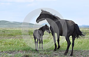 Mare and foal on a pasture.