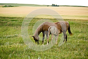 Mare and foal in pasture