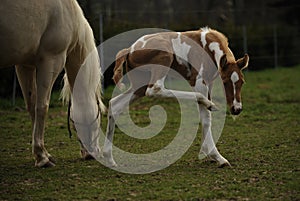 Mare and foal