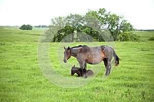 Mare and foal in pasture