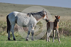 Mare and foal on a pasture.