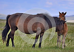 Mare and foal on a pasture.