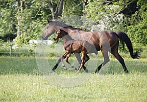 Mare with foal on pasture