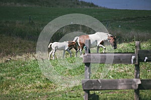 Mare and foal on pasture