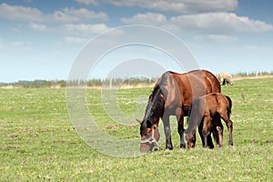 Mare and foal on pasture