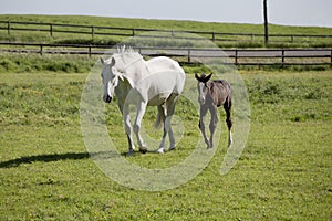 Mare and foal on pasture