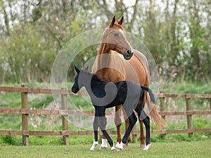 Mare and Foal