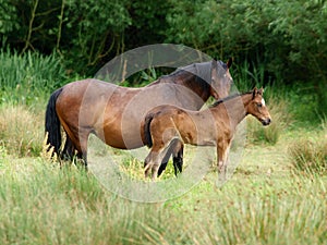 Mare and Foal