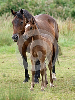 Mare and Foal