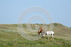 Mare and Foal Quarter Horse