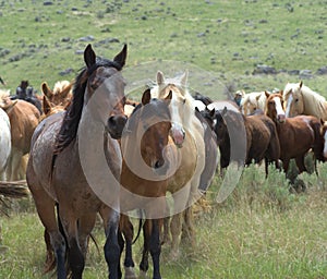 Mare and foal during roundup.