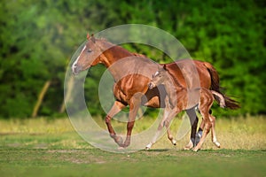 Mare and foal run