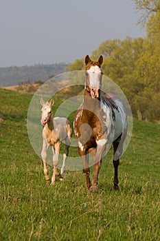 Mare with foal running