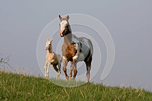 Mare with foal running