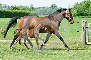 Mare and foal running