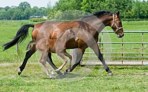 Mare and foal running