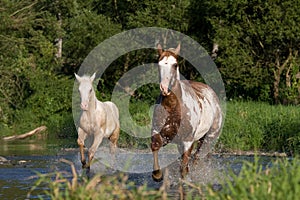 Mare with foal running