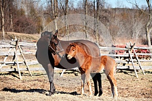 Mare and foal in Springtime