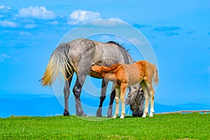 Mare and foal sucking Balkan mountains Bulgaria