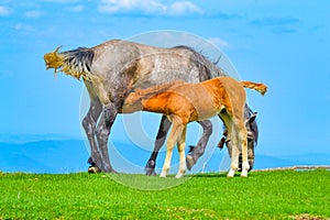 Mare and foal sucking Balkan mountains Bulgaria