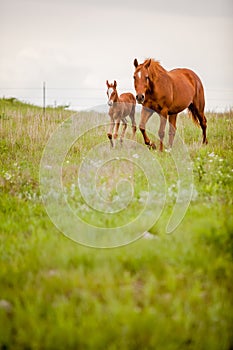 Mare and foal